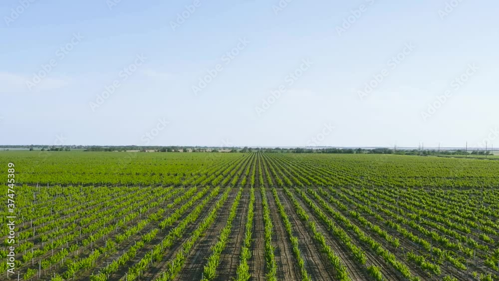 Aerial view of vineyard. Sunny weather, summer. Drone shot. Aerial view of vineyard. Sunny weather, summer. Drone shot.