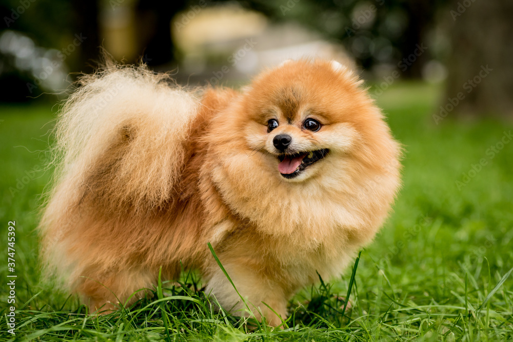 Portrait of cute pomeranian dog at the park.