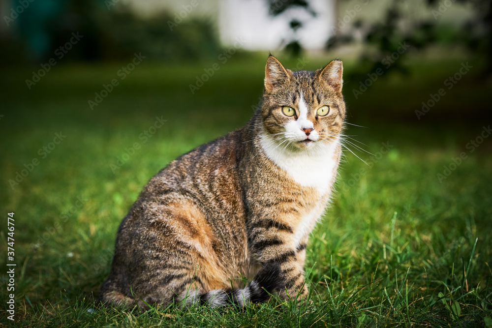 A beautiful domestic tabby cat with bright yellow eyes sits in the green grass