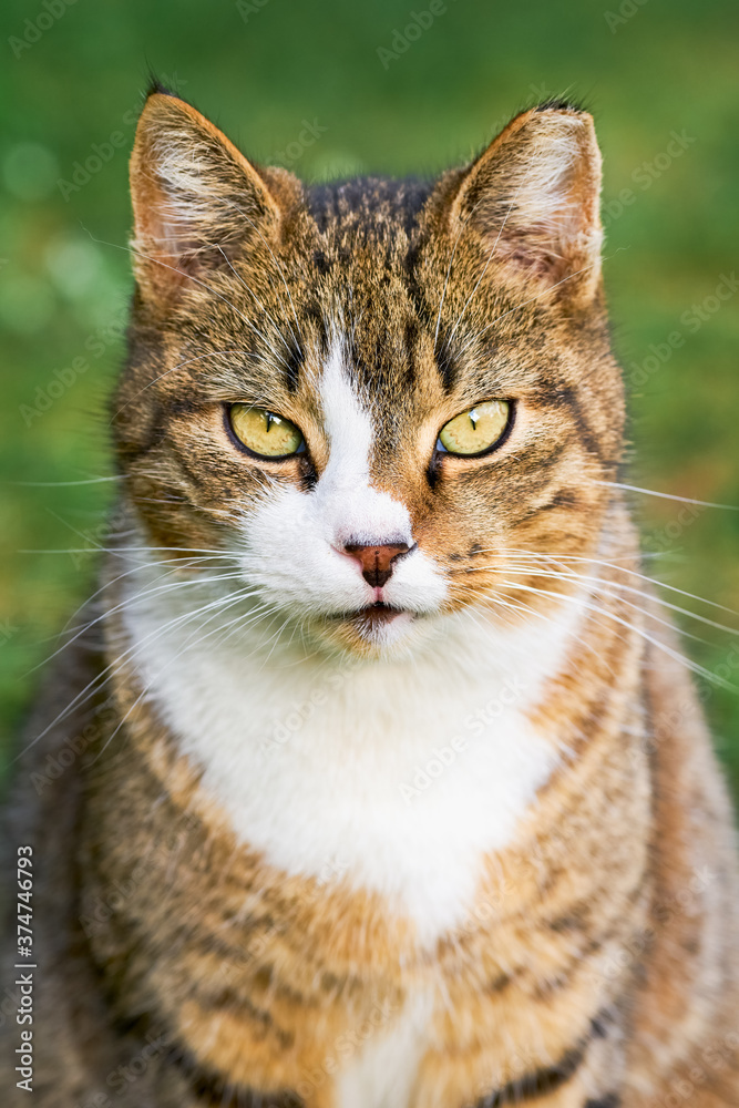 Portrait of a beautiful domestic tabby cat with bright yellow eyes sits in the green grass Portrait of a beautiful domestic tabby cat with bright yellow eyes sits in the green grass