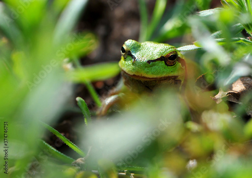  frog sitting in green grass close-up