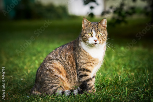 A beautiful domestic tabby cat with bright yellow eyes sits in the green grass