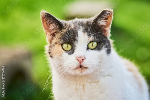 A beautiful domestic tabby cat with bright green eyes sits in the green grass