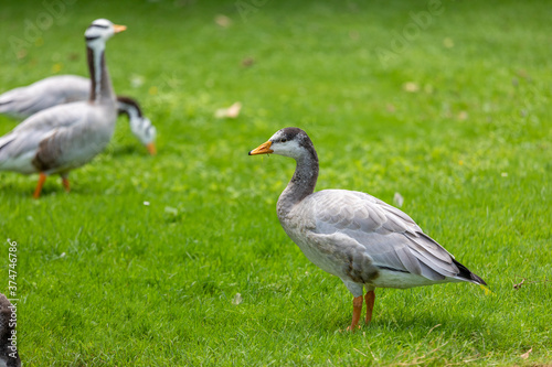 Goose walking on green grass in the spring