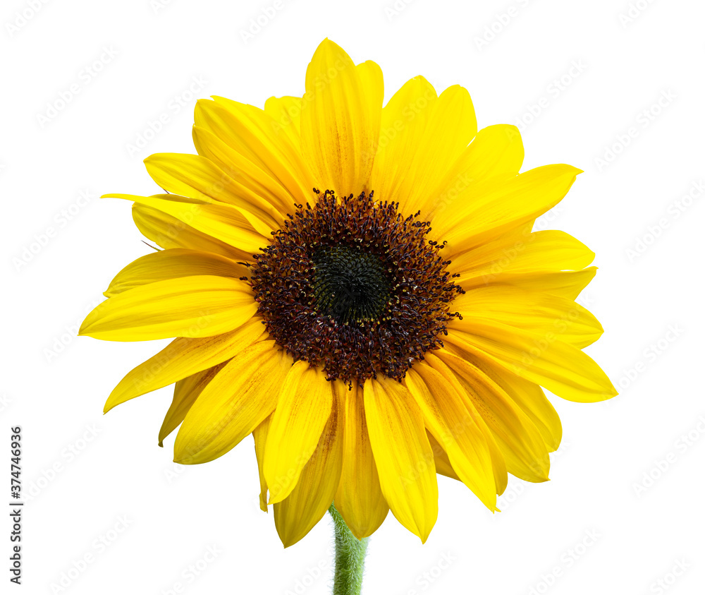 Sunflower with leaves isolated on white background Sunflower with leaves isolated on white background