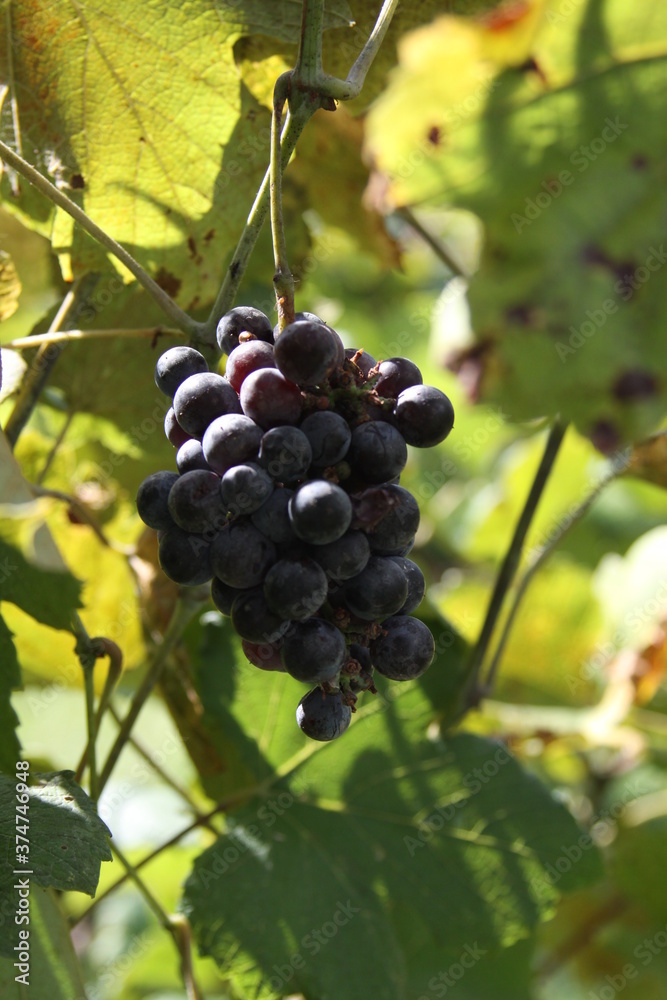 Red Wine Grapes of Defiance, Missouri, USA 2020 I 