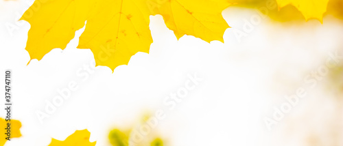 Autumn background. Tree branch with maple leaves on a blurred background. Autumn design background with yellow leaves. Copy space