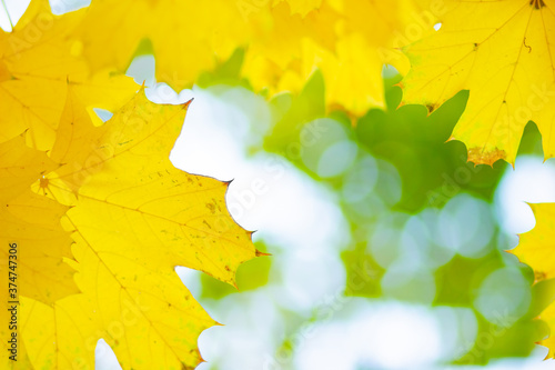 Autumn background. Tree branch with maple leaves on a blurred background. Autumn design background with yellow leaves. Copy space
