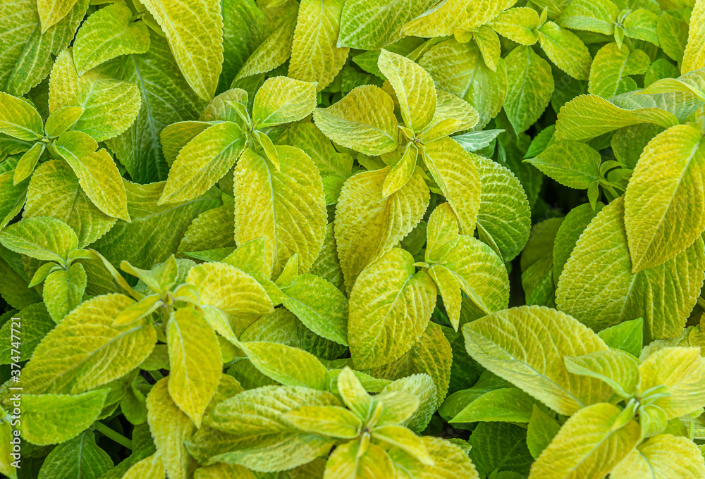 floral background coleus plants on the flowerbed floral background coleus plants on the flowerbed