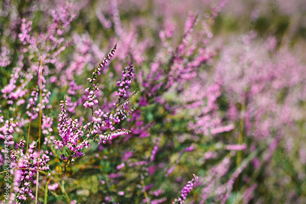 Obraz premium Purple blooming heather 'Calluna vulgaris' plants
