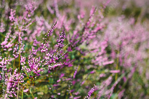 Purple blooming heather 'Calluna vulgaris' plants