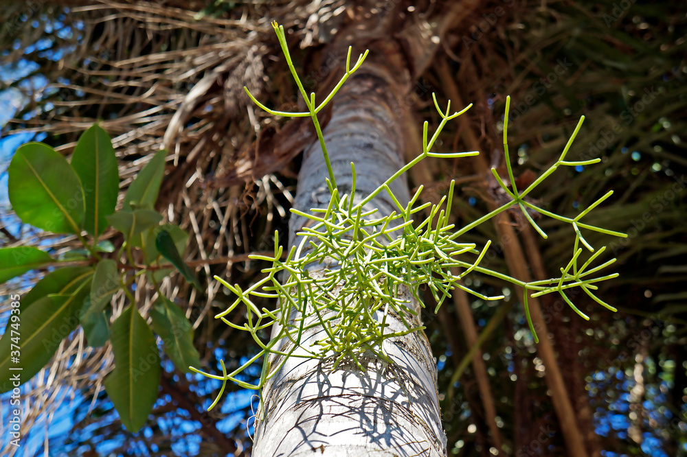 Mistletoe cactus on palm tree trunk (Rhipsalis baccifera) Mistletoe cactus on palm tree trunk (Rhipsalis baccifera)
