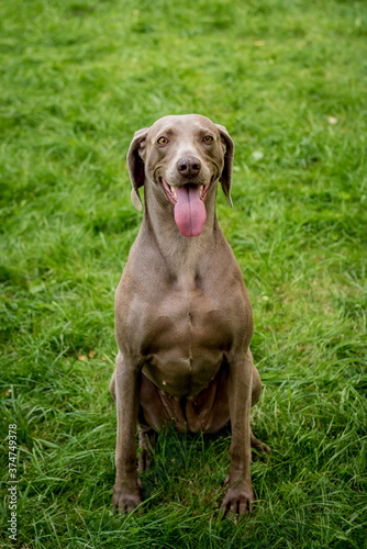 Portrait of cute weimaraner dog breed at the park.