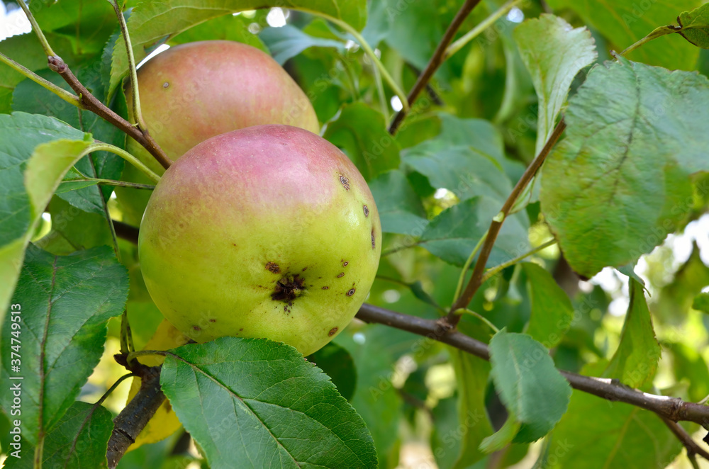 Green apples ripen on an apple tree among the leaves Green apples ripen on an apple tree among the leaves