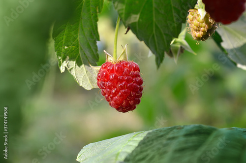 One raspberry ripe among green leaves in the garden