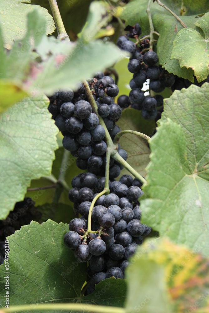 Red Wine Grapes of Defiance, Missouri, USA 2020 VII