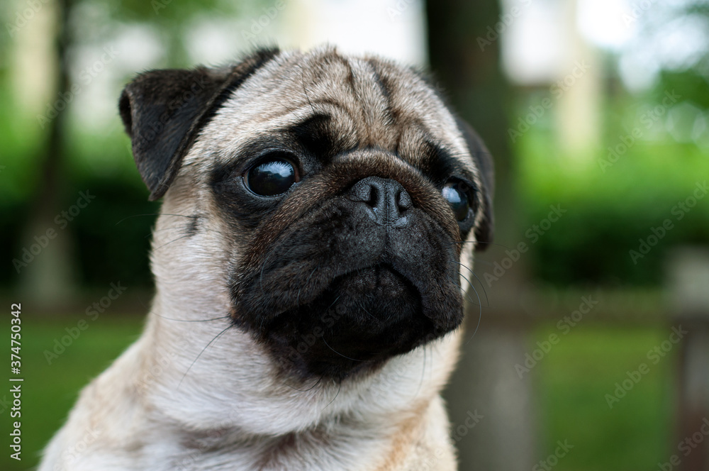 Funny, cute and playful pug dog on green background