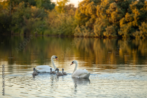 Fototapeta Naklejka Na Ścianę i Meble -  Family of swans in the pond in summer