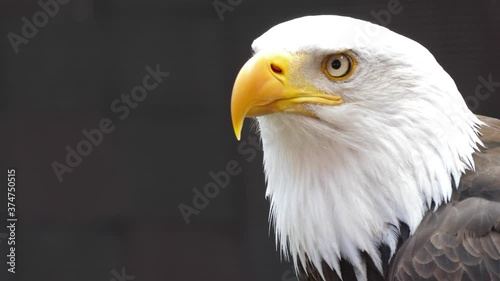 north america bald eagle slow motion 4k