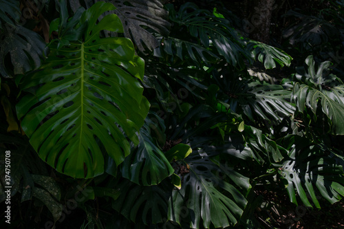 real, big green leaf illuminated by the sunlight; nature concept