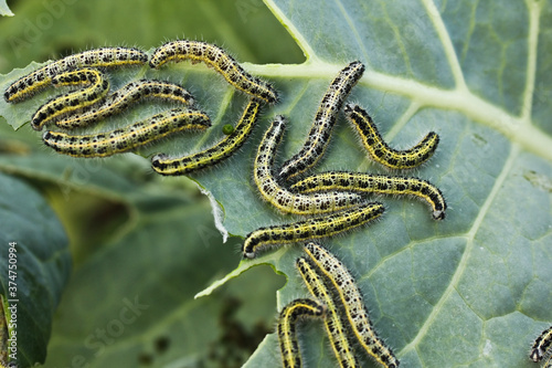 Hairy green caterpillars with black dots eat a cabbage leaf. Invasion of butterfly parasites.