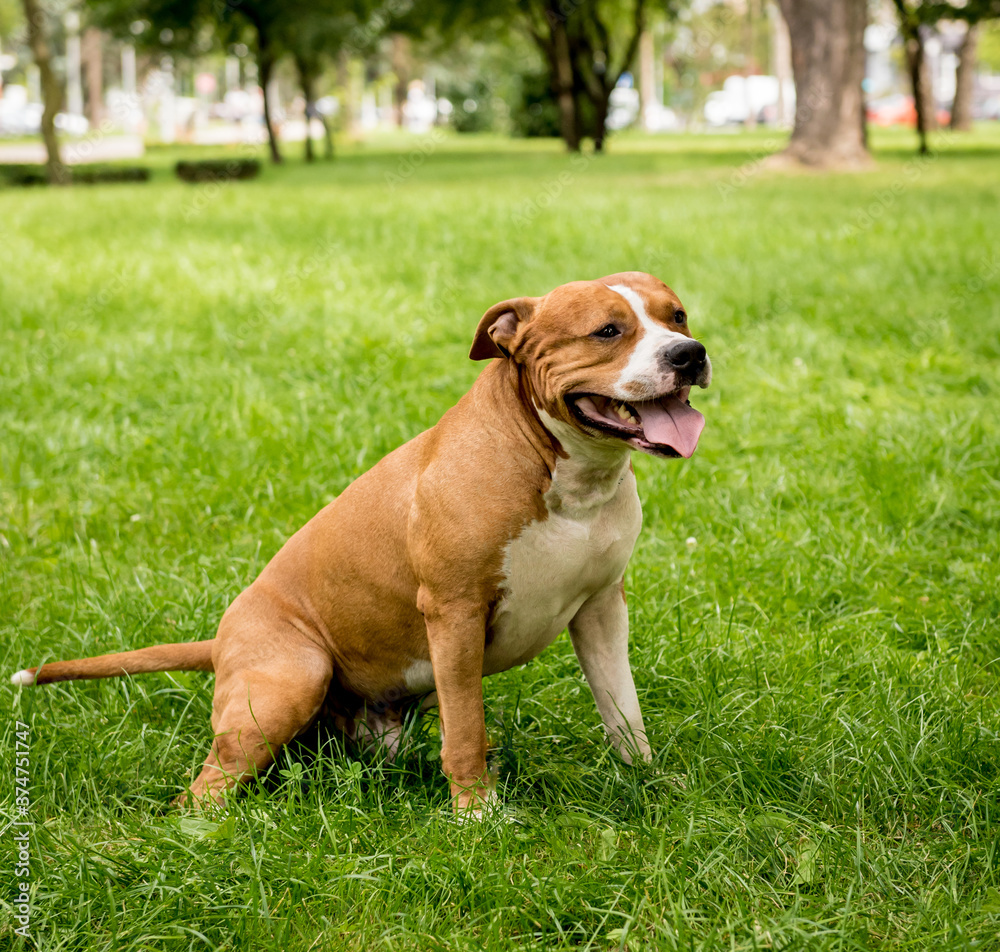 Portrait of cute american staffordshire terrier at the park.