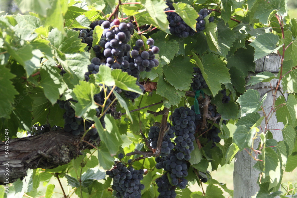 Red Wine Grapes of Augusta, Missouri, USA 2020 II