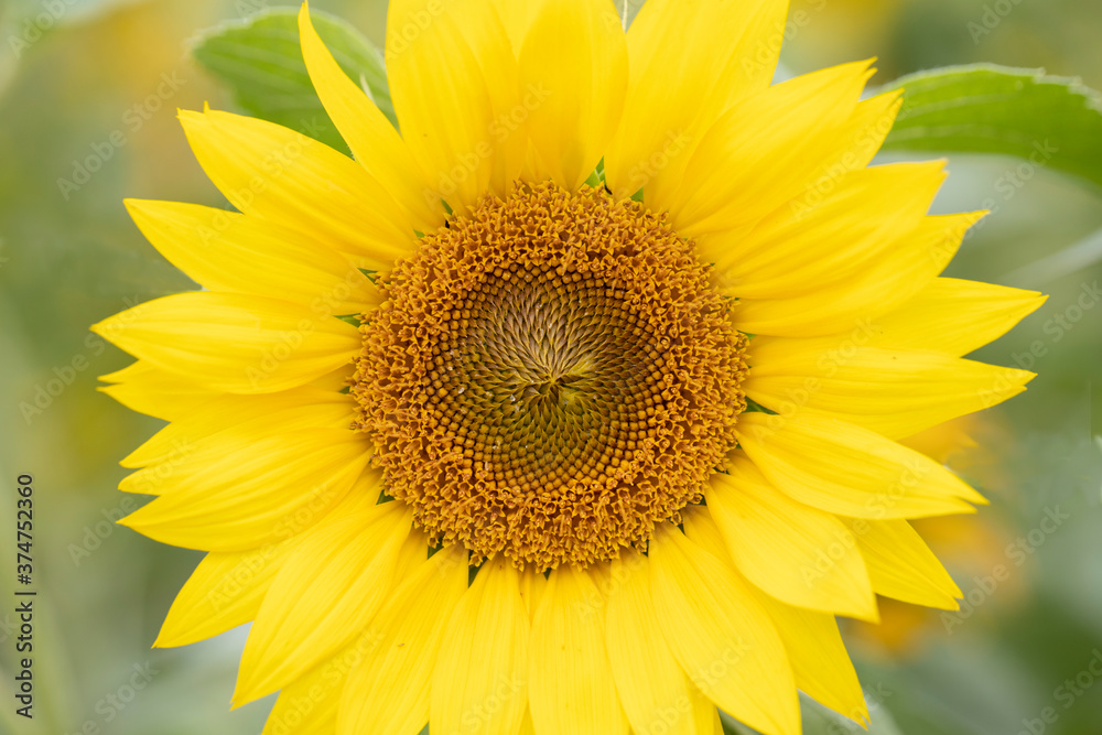 yellow sunflower closeup