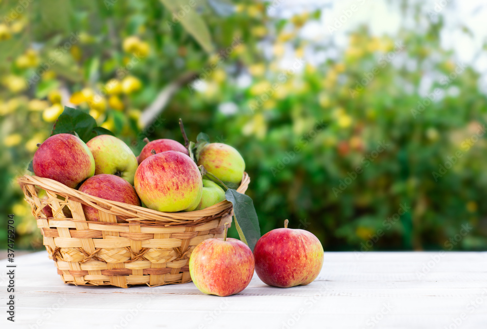 Harvest of bright, fresh, pink apples in straw decorative basket on white wooden table Harvest of bright, fresh, pink apples in straw decorative basket on white wooden table