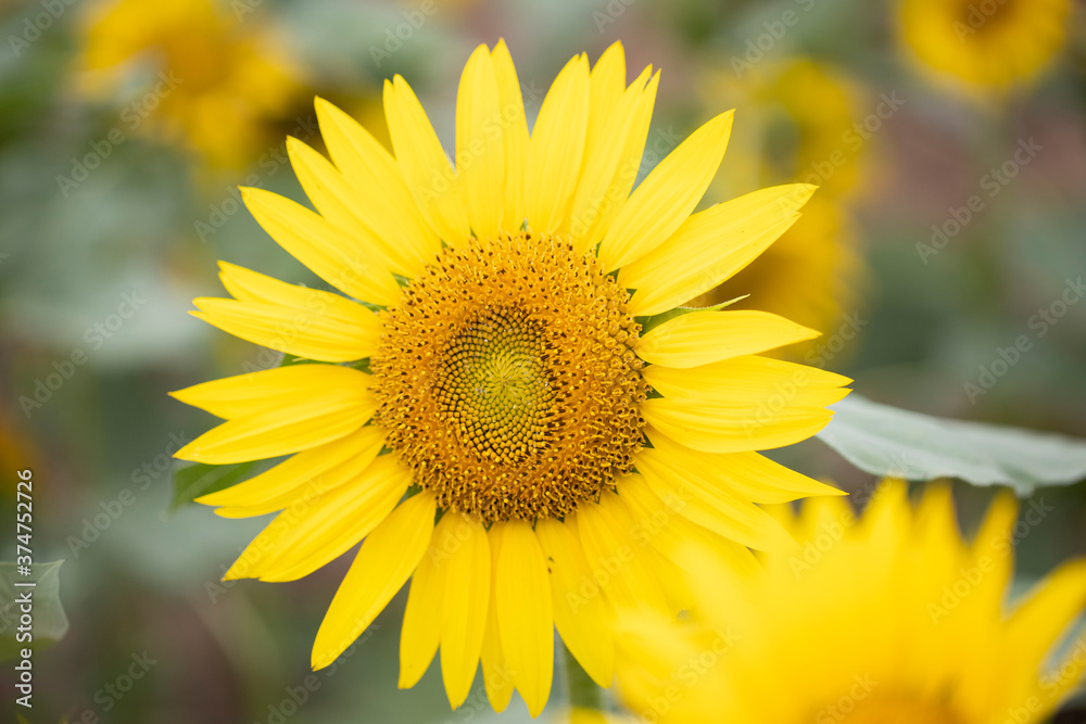 yellow sunflower closeup