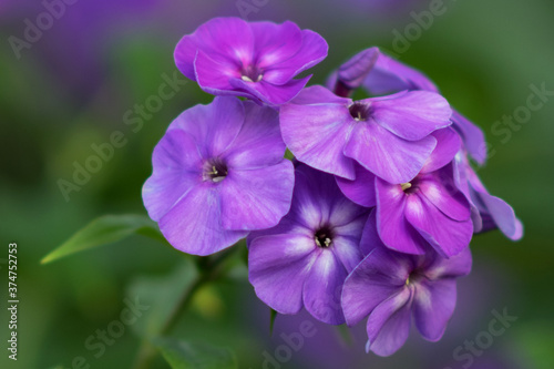 purple flower on green background © Светлана Каменицкая