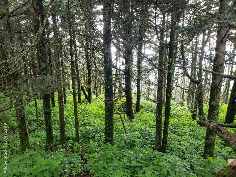 Obraz premium trees in the forest