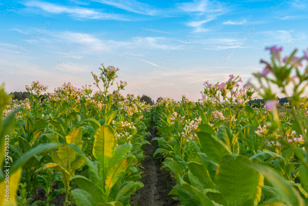 A selective focus on a row of tobacco plants ripening in the late day sun