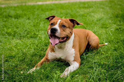 Εκτύπωση καμβά Portrait of cute american staffordshire terrier at the park.