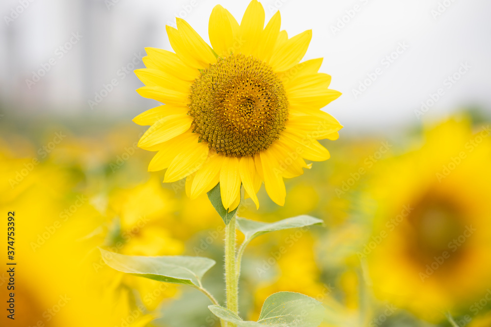 yellow sunflower closeup yellow sunflower closeup