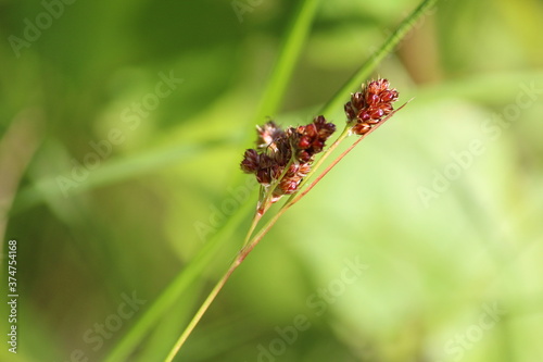 Luzula multiflora or common woodrush or heath wood-rush. 
Ripe spikelet of grass with red seeds on a sunny summer day against the background of a green meadow.  Field herbs close up. Autumn soon.