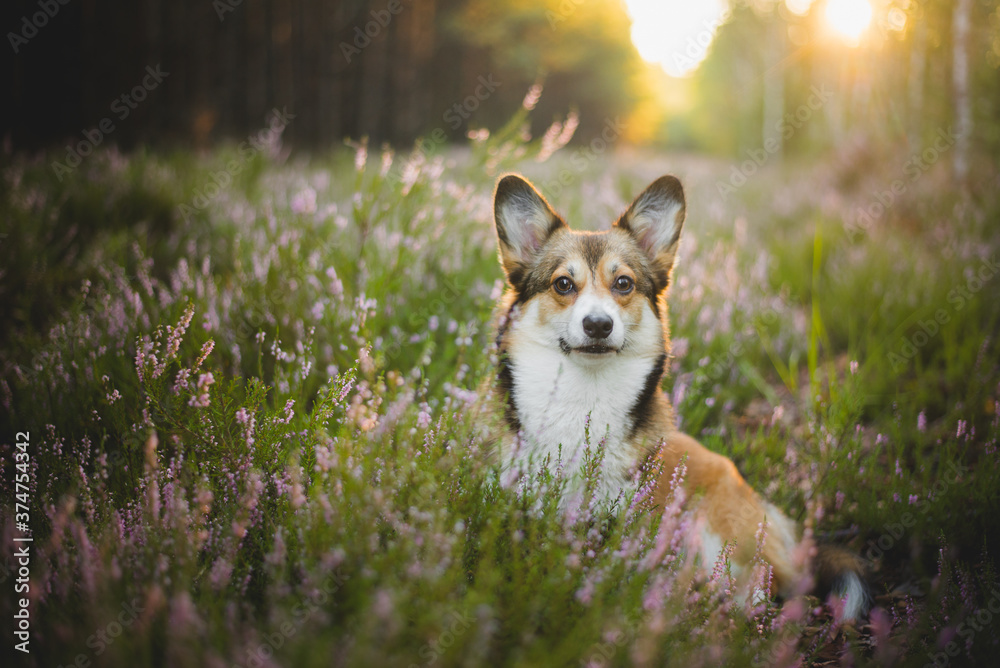 Beautiful welsh corgi pemboke dog portraint in heathers, sitting and smiling
