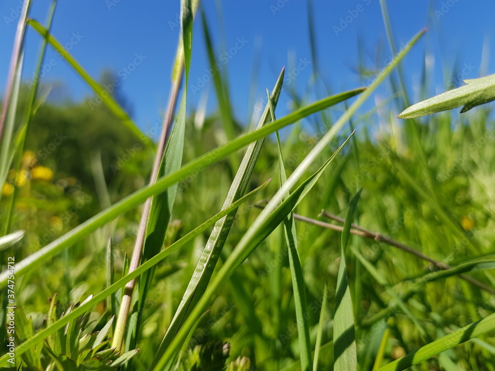 Obraz premium green wheat field