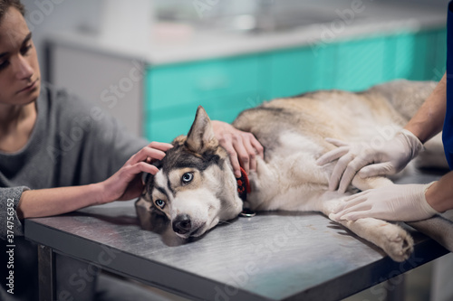 Fototapeta Naklejka Na Ścianę i Meble -  A cute dog with blue eyes on a check up in a veterinary clinic.