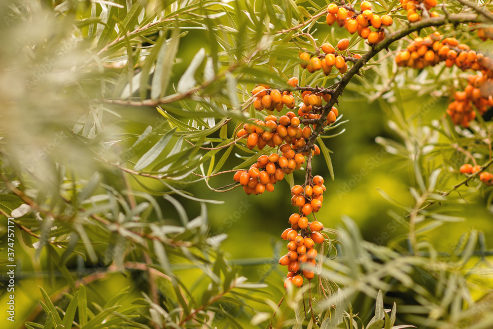 Sea buckthorn and green leaves Sea buckthorn and green leaves