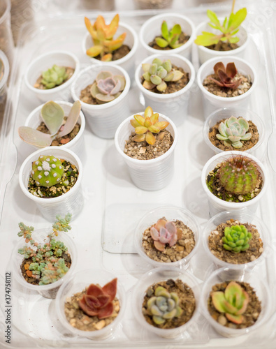 Various beautiful green and pink succulents plants in small plastic cups