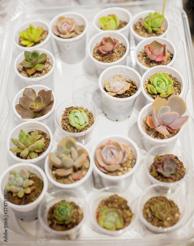 Various beautiful green and pink succulents plants in small plastic cups