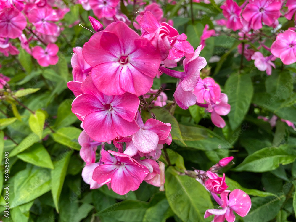 Pink Phlox, set against broad green leaves, hanging from a stone wall in, Bradford, Yorkshire, UK Pink Phlox, set against broad green leaves, hanging from a stone wall in, Bradford, Yorkshire, UK