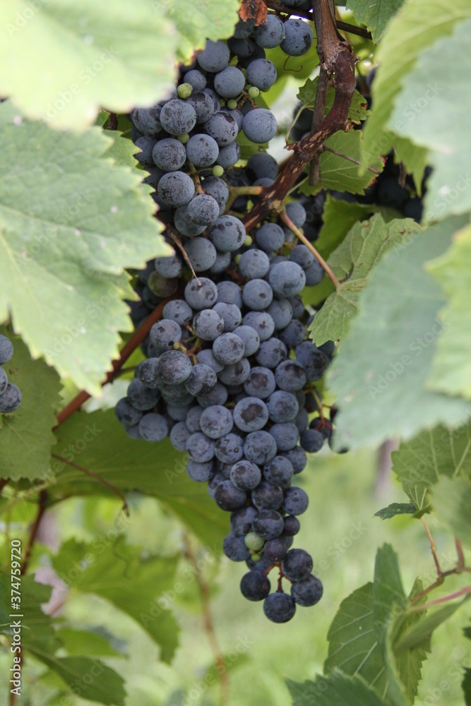 Red Wine Grapes of Augusta, Missouri, USA 2020 XXI Red Wine Grapes of Augusta, Missouri, USA 2020 XXI