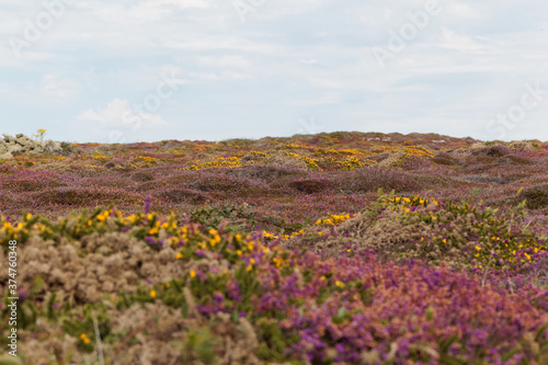 Heath landscape at the island of Ouessant in Brittany, France.