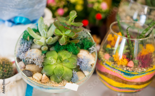 .Decorative composition of a variety of succulents in a Glass florarium