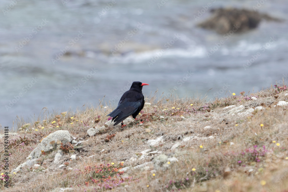 A red-billed chough, Pyrrhocorax pyrrhocorax, on a rock cliff A red-billed chough, Pyrrhocorax pyrrhocorax, on a rock cliff