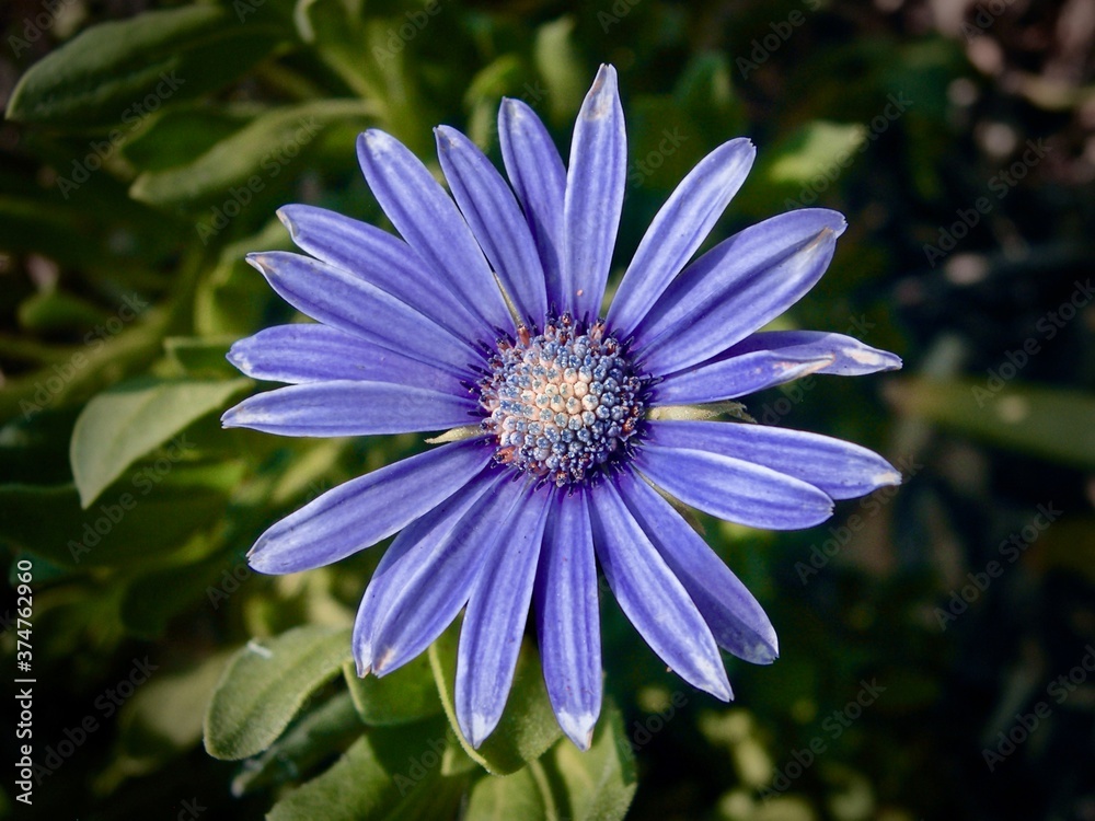 Obraz premium Blue Daisy