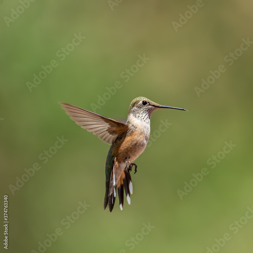 Female Rufous hummingbird