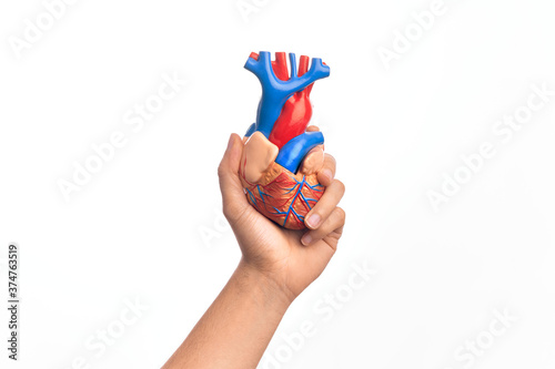 Hand of caucasian young man holding artificial heart over isolated white background